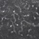 Tube-like microstructures suggesting the presence of ancient sponges.